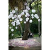 Kép 4/24 - Papír lampion fehér 30cm