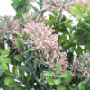 Kép 4/4 - Gömbvirág csokor rózsaszín 2db/csomag