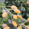 Kép 4/5 - Hipericum csokor narancs 2db/csomag