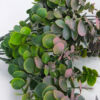 Kép 2/5 - Eukaliptusz bokor hamvas pink 2db/csomag
