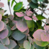 Kép 4/5 - Eukaliptusz bokor hamvas pink 2db/csomag