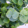 Kép 4/5 - Eukaliptusz bokor hamvas zöld 2db/csomag