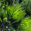 Kép 2/4 - Protea csokor sötétzöld 2db/csomag