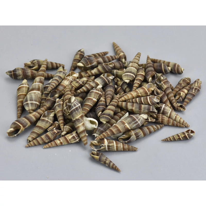 Hegyes csíkos csiga 3-4cm 10dkg/csomag