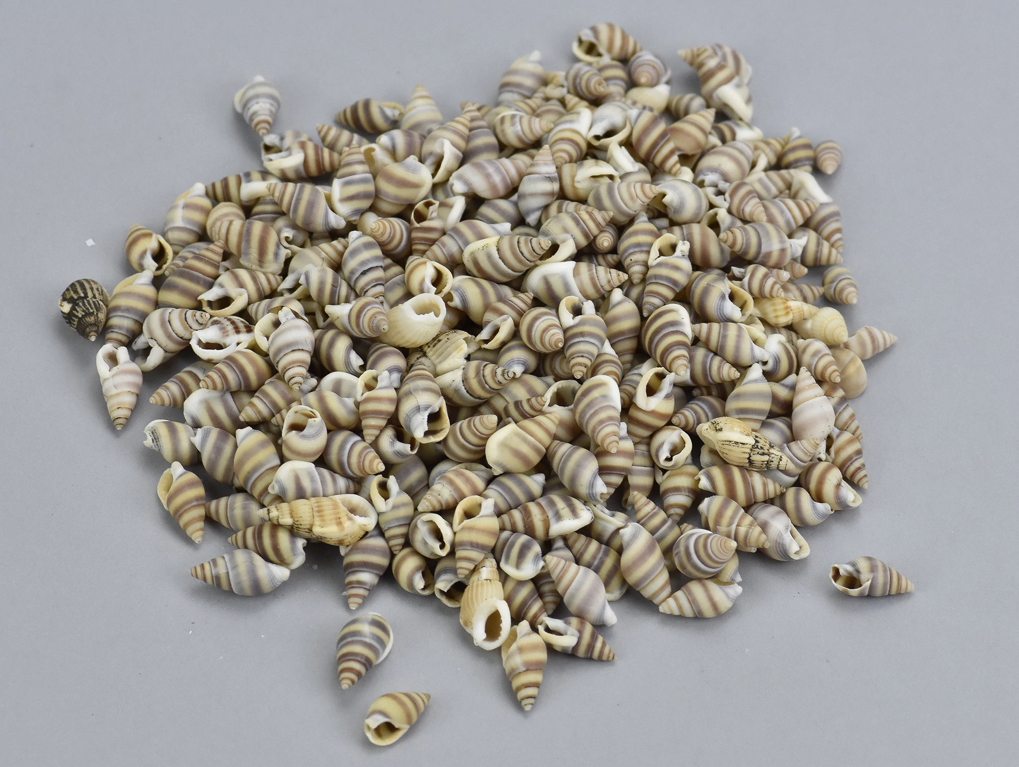 Mini csíkos csiga 1,5cm 10dkg/csomag